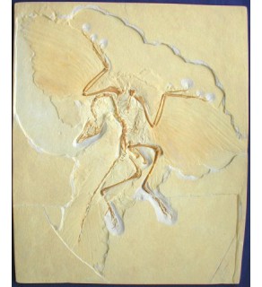 Archaeopteryx lithographica MEYER