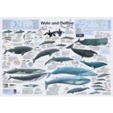 Wale und delfine