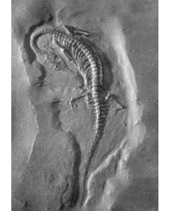 Pachypleurosaurus edwardsi (CORN.)