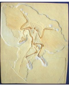 Archaeopteryx lithographica MEYER
