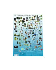 evolution pflanzen und tiere