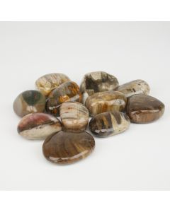 Versteend Hout - L